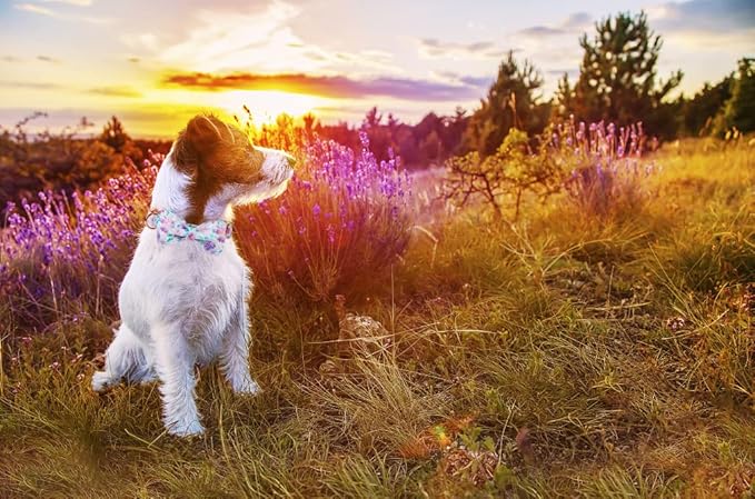 Lionheart glory Purple Dog Collar, Adjustable Dog Collar with Bowtie, Pet Gift Collar for Dog Soft Bowtie Dog Collars for Small Dogs