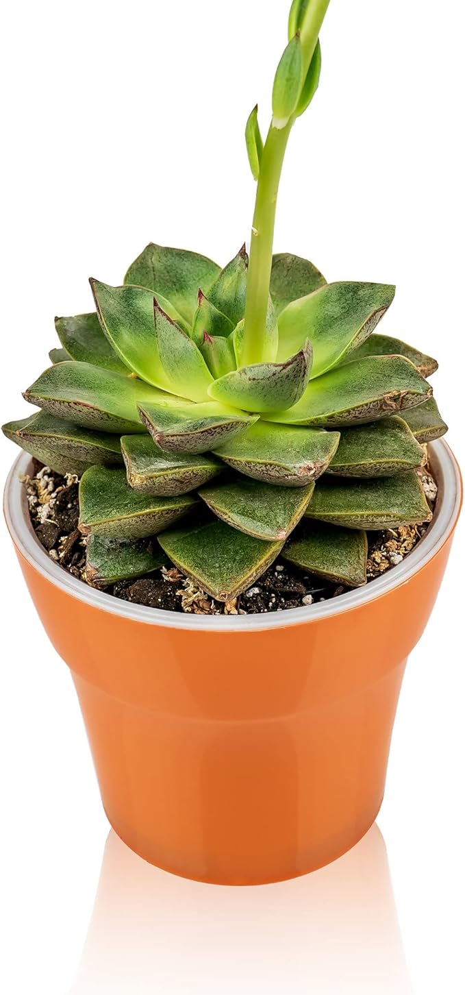 Gardenera Professional Succulent Soil Premium All Purpose Blend | Pre-Mixed Ready to Use for Cactus and Succulents | Sphagnum Peat Moss, Perlite, New Zealand Pine Bark - Made in USA - 2 Quart