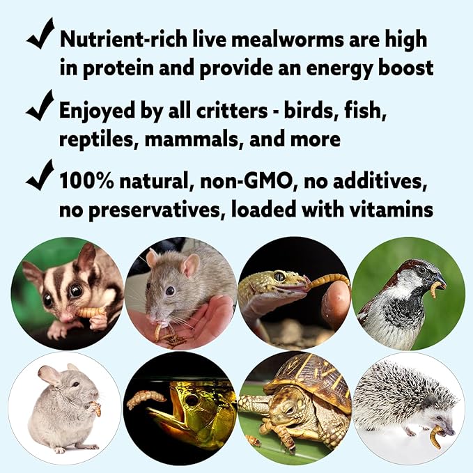 Exotic Nutrition Medium Live Mealworms (1/2") (2,000 Pack)