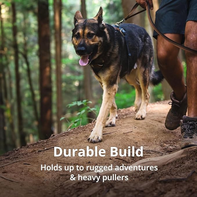 Ruffwear, Front Range Dog Harness, Reflective Soft Padded Everyday Harness with Dual Leash Clips, Adjustable and Lightweight Fit for Training or Walking for All Dogs, Spring Mountains, Large/X-Large