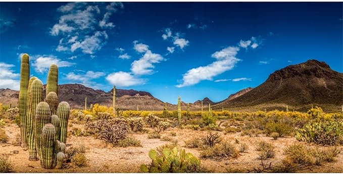AWERT 60x24 inches Reptile Habitat Background Blue Sky Oasis Cactus Desert Terrarium Background Vinyl