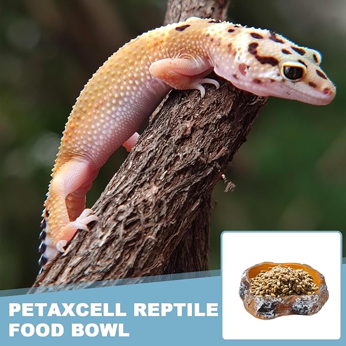 Reptile Food Bowl, Reptile Feeding Dish Corner Bowl Water Resin Rock Worm Feeder Dish l (8.7 in, Orange), Intended for Lizards/o/Scaled Pet/Leopard o/Spiders