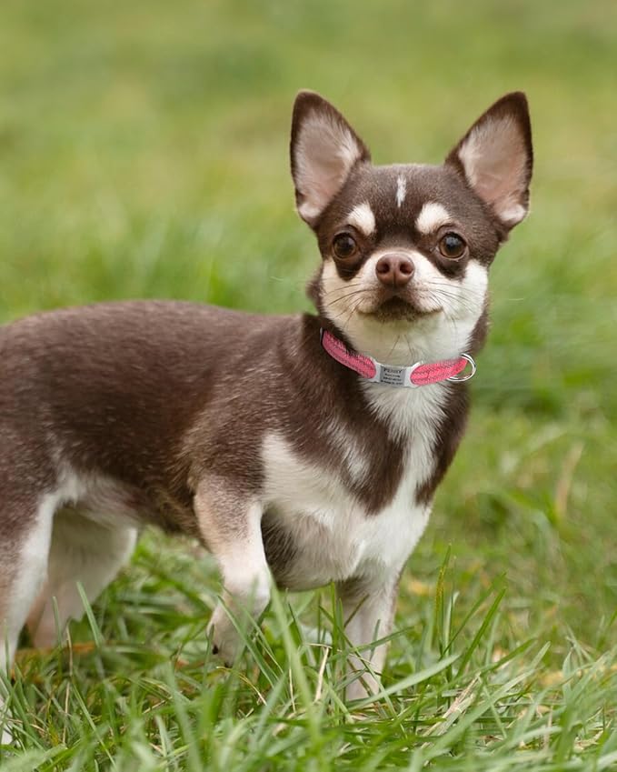 TagME Reflective Nylon Dog Collars, Adjustable Classic Pet Collar with Quick Release Buckle for Puppy, Baby Pink, 3/8" Width