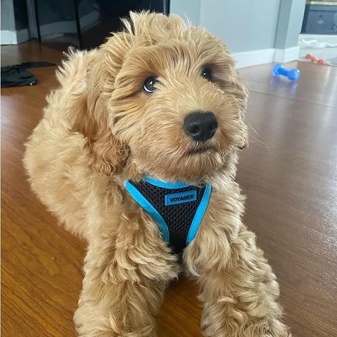 Best Pet Supplies - All Weather Mesh/Plush, Reflective, No Pull Harness for Small, Medium Dogs, Cats - Secure with Hook & Loop Fastener, Buckle, Double D-Rings - Black/Blue Trim, XL
