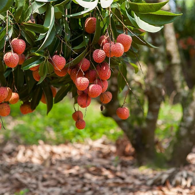 GARDENERA Premium Lychee Potting Soil Mix - Perfect Balance of Nutrients, Drainage, and Aeration for Thriving Lychee Trees - 5 Quart