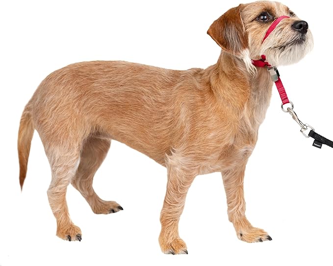 PetSafe Gentle Leader Headcollar No-Pull Dog Collar - Helps Improve Walks - Durable Nylon Construction - Padded Nose Loop - Adjustable Fit - Comfort Walking Halter - Small, Red