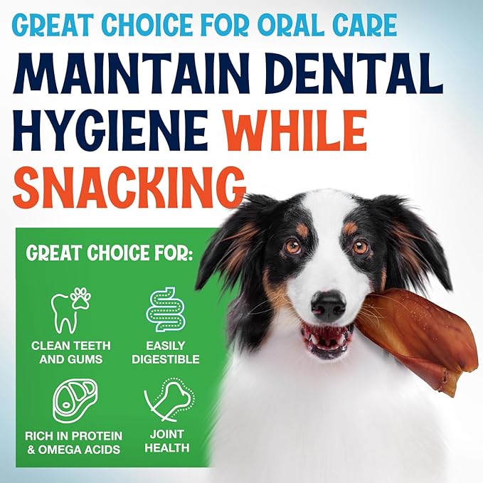 Whole Pig Ears for Dogs Large - 50 Pack Long Lasting Dog Chews – One Ingredient Delicious All Natural Flavor – Easy to Digest Dog Treats for Large Dogs - Great for Teeth and Gums