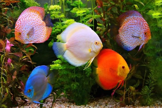 Aquatic Foods Inc. Brine Shrimp Sinking Bites for Guppies, Cichlids, Discus, Corys, Tetras, Bettas All Tropical Fish…2.1oz Squeeze Bottle