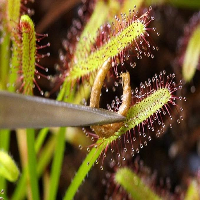 Aquatic Foods Inc. Freeze Dried Bloodworms, Fresh Grade A Floating Bloodworms for All Tropical Fish, Bettas, Discus, Cichlids, Turtles, Carnivore Carnivorous Plants - 5oz Bag