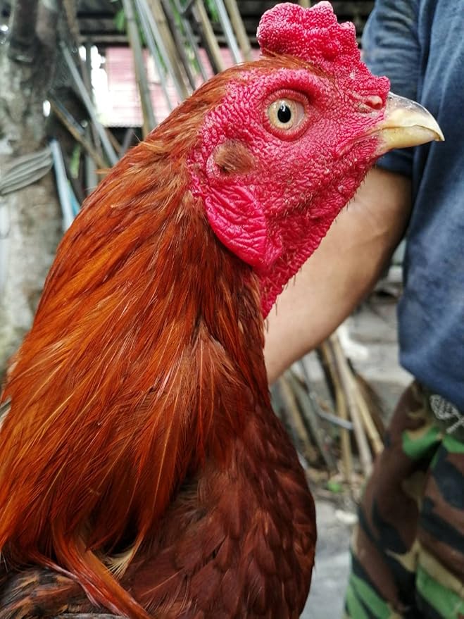 HULX Super Green 10 CC. Rooster Booster Health Care Protection, Quickly Recover Chicken Rooster from Sick, Heal Wounds Pain, Recovery Energy Increase Immunity Poultry & Bird