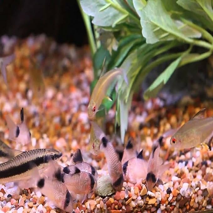 Aquatic Foods Inc. 12mm 1/2" Sinking Wafers of Algae & Spirulina Ideal for Plecos, Bottom Fish, Catfish, Shrimp, Snails, Crayfish, All Herbivorous & Omnivorous Tropical Fish...AFI Wafers..1/4-lb