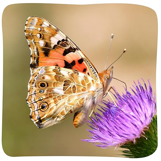 Insect Lore Cup of Caterpillars - 5 Live Painted Lady Caterpillars with Food - Refill for Butterfly Garden Kit - Stickers & Chrys-A-Lid Holding Log Included - STEM Learning Activity