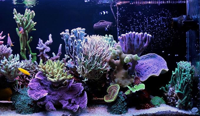Aquatic Foods Inc. Golden Pearls 50-100 Microns for Tropical Fish Fry and Babies, for Corals, Anemones, Reef Tanks…4.4oz Squeeze Bottle