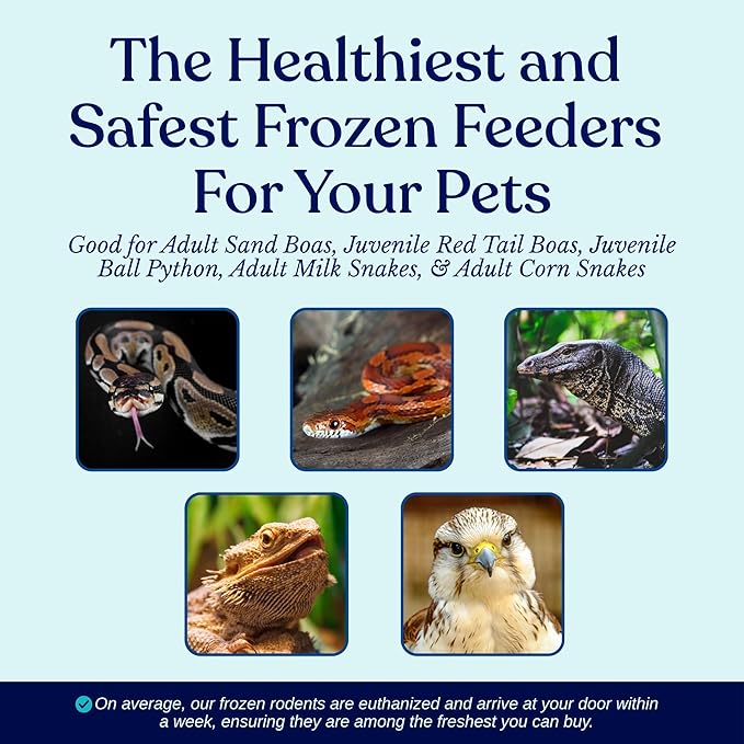 MiceDirect Frozen Large Adult Feeder Mice Food for Adult Ball Pythons Juvenile Red Tale Boa Monitors Lizards, 40 Count (125 Count)