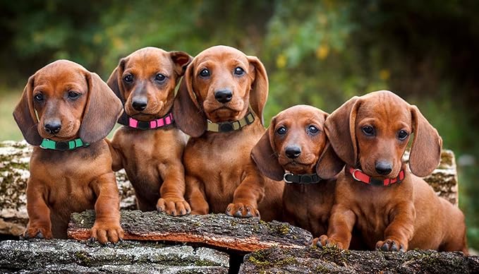 Puppy Collars for Litter,Puppy Collars for Small Puppies Soft Nylon Safety Whelping Litter Collar for Newborn Pets with Record Keeping Charts 12pcs(S)