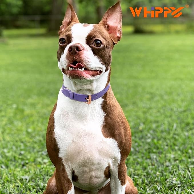 WHIPPY Leather Dog Collar for Small Medium Large Dog Adjustable Soft Breathable Leather Padded Puppy Collar with Alloy Buckle Heavy Duty Waterproof Classic Dog Pet Collar,Purple,XS