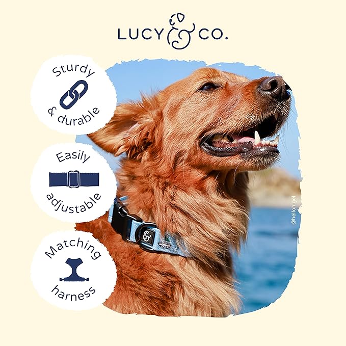 Lucy & Co. Set Sail Adjustable Dog Collar- Cute Designer Pet Collar for Small, Medium, Large Dogs- Buckle Closure Dog Accessories, Small, Blue with Green & Yellow Sailboats