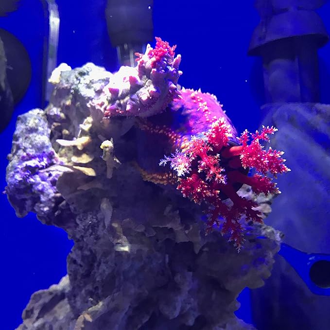 Seachem 437 Prime Fresh and Saltwater Conditioner - Chemical Remover and Detoxifier 1L