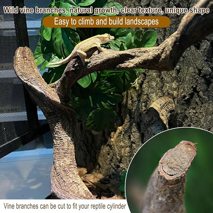 BNOSDM Reptile Forest Climbing Branch Decor Crested Gecko Climb Wood Natural Branches Tree for Snake Frog Chameleon Spider Bearded Dragon Terrarium Habitat Tank Accessories,3PCS