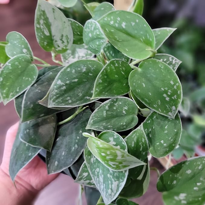 Gardenera Scindapsus Sterling Potting Mix - Unlock Robust Growth and Stunning Leaves with Our High-Performance Formula - 20 Quart
