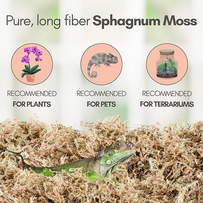 Mossify Premium Sphagnum Moss for Plants 150g, 5.3 Oz - Long Fiber Moss for Plants Indoor, Orchids, Terrariums, Gardening, Reptiles – Moisture Plant Moss for Propagation, Soil & Habitat Bedding