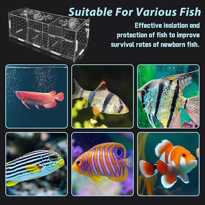 PINVNBY Acrylic Fish Breeding Box，Guppy breeding Box Acrylic Fish Isolation Box Aquarium Incubator with Suction Cups for Guppy Shrimp Small Baby Fishes（3.9 x 3.9 x11.8 in）