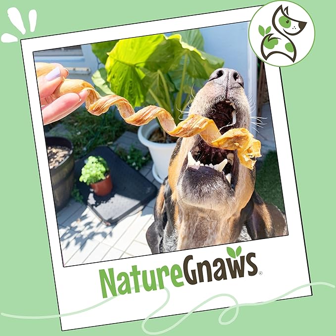 Nature Gnaws Pork Bully Stick Springs for Dogs 7-8" (12 Count) - Long Lasting for Small and Medium Dogs - Natural Bacon Dog Chew Treats - Rawhide Free