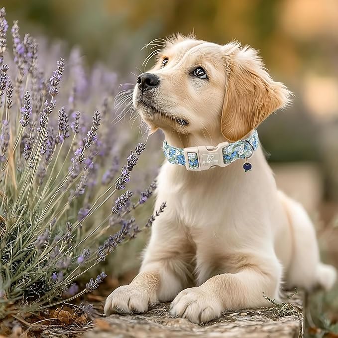 Blueberry Pattern Dog Collar, Cute Light Blue Spring Summer Puppy Collar - Soft Adjustable Designer Dog Collars for Small Medium Large Dogs M