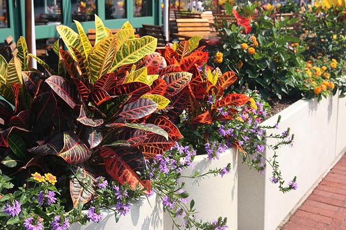 Gardenera Assorted Foliage Potting Mix - Premium Quality Blend for Healthy Root Development and Striking Greenery - 4 Quart