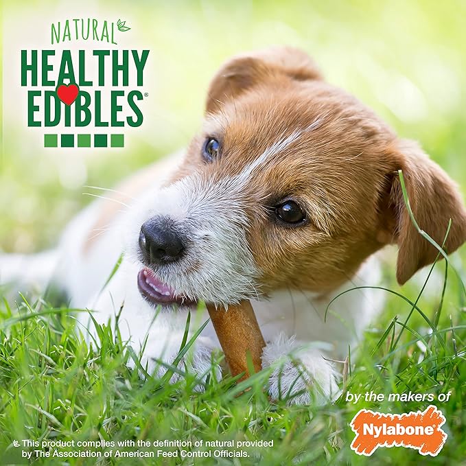 Nylabone Healthy Edibles Natural Dog Chews Long Lasting Bacon Flavor Treats for Dogs, Small/Regular (1 Count) (Pack of 2)