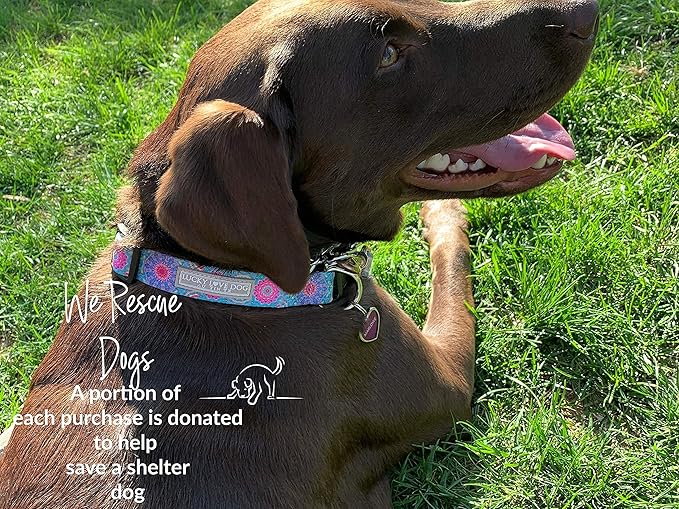 Lucky Love Dog - Adjustable Dog Collar with Easy Click Buckle for Small Dogs, Durable, & Comfortable for Male & Female Dogs, Pet Collar for Puppies & Adult Dogs - Clara, Small