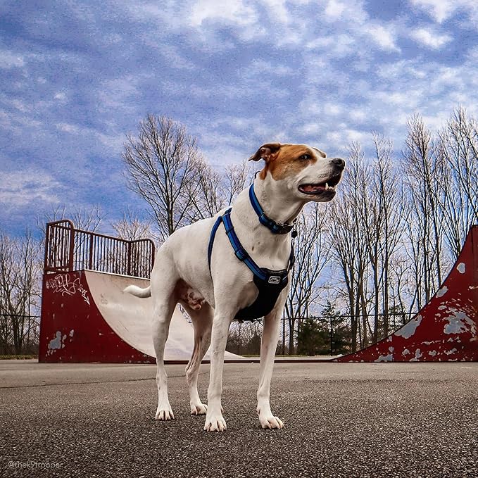 Coastal Pet K9 Explorer Reflective Adjustable Dog Collar - Comfortable Collar for The Outdoors - Durable, Lightweight Accessory with Side-Release Buckle - Berry, 5/8" x 10-14"