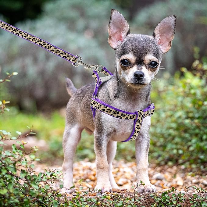 Mile High Life Leopard Dog Harness Collar Leash Set, Adjustable No Pull Dog Halter Harness for Small Breed Dogs, Easy Control for Training Walking (Purple, M Chest 15"-21", Neck 13"-17")