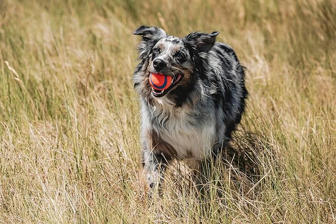 Chuckit! Ultra Ball Dog Toy - Medium Bouncy Fetch Balls for Dogs 20-60 lbs - Made from Durable Rubber - Floating Water Pet Toys - Size Medium - 2.5-inch Diameter,2 Count (Pack of 4)